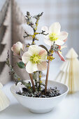 Christrosen (Helleborus) in weißer Schale mit Dekoästen und Papierbäumen