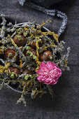 Sloe branches with moss and lichen with pink flower