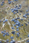 Sloe berries on the bush