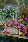 Table decorated in autumn with candles, apples, ornamental apples, cushion aster (Aster dumosus) and ornamental pumpkins in the garden