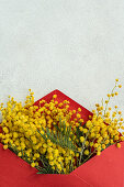 Yellow mimosa (Acacia dealbata) in a red envelope on a light-coloured background