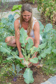 Frau erntet Kohlrabi im Beet 