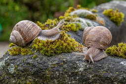 Vineyard snails on moss, close-up