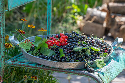 Frisch gepflückte rote und schwarze Johannisbeeren