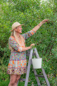 Woman harvesting cherries (Prunus Avium) in enamel bucket on ladder in summer garden