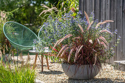 Kiesterrasse mit rotem Federborstengras 'Rubrum' und Bartblume (Caryopteris) im Topf neben Hund