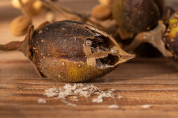 Seed pods of bluebell tree or emperor tree (Paulownia tomentosa)