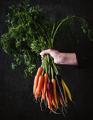 Man holding bunch of fresh carrots in different colours