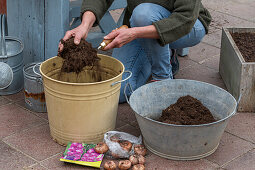 Planting gladioli in a pot- Pouring in soil