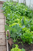 Salat, Spinat und Kohlrabi im Folienhaus angezogen