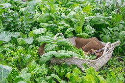 Harvesting spinach