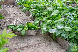 Freshly harvested spinach