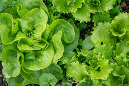 Gemüsebeet mit Salat (lactuca sativa) und Spinat (Spinacia oleracea)