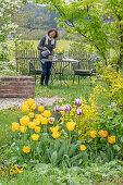 Sitzplatz im Garten mit Tulpe (Tulipa) 'Marilyn' und 'Strong Gold', Fächerahorn (Acer Palmatum) und Frauenmantel