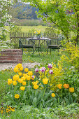 Sitzplatz im Garten mit Tulpe (Tulipa) 'Marilyn' und 'Strong Gold', Fächerahorn (Acer Palmatum) und Frauenmantel