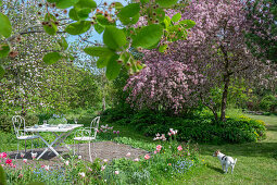 Blumenbeet mit Lenzrosen (Helleborus), Tulpe (Tulipa) 'Marilyn', Vergissmeinnicht (Myosotis) und Pfingstrose vor Sitzplatz unter blühendem Zierapfelbaum im Garten