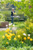 Beet mit Tulpe (Tulipa) 'Marilyn' und 'Strong Gold' vor Frau an Gartentisch