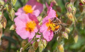 Rockrose 'Lawrensons Pink'