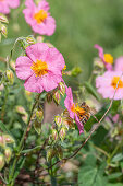 Sunflower 'Lawrensons Pink' (Helianthemum) with bee on flower, close-up