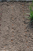 Steckzwiebeln (Allium Cepa) 'Stuttgarter Riesen' nach dem  Einpflanzen im Beet