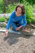 Frau legt Steckzwiebeln (Allium Cepa) 'Stuttgarter Riesen' und 'Rote Karmen' aus Holzkiste zum Einpflanzen ins Beet