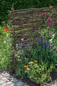 Fragrant vetch (Lathyrus odoratus) in the bed by the wattle fence, California poppy (Eschscholzia californica), chamomile, flowering