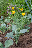 Flowering gold poppy in the bed, portrait