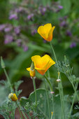 Flowering gold poppy in a bed, portrait