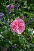 Rose (Rosa) 'Centenaire de Lourdes' and flowering catmint (Nepeta fassenii) in the borderr