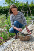 Woman pruning chives in the bed and clove cinquefoil (Silene armeria)