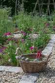 Pruning chives in the bed, clove campion (Silene armeria)