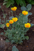 Californian poppy (Eschscholzia californica) in the bed