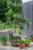 Cherry tree (Prunus) 'Colney', ornamental sage (Salvia farinacea), ornamental garlic (Allium), lettuce 'Forellenschluss' in pots on the patio