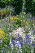 Delphinium, woolly mustard and dyer's chamomile in the garden