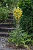 Kandelaberkönigskerze (Verbascum olympicum) blühend am Wegesrand