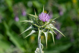 Blühende Mariendistel (Silybum Marianum) mit Biene, Portrait