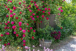 Bourbon Rose (Rosa Borbonica) 'Vivid' single-flowering as a dog rose along a garden fence