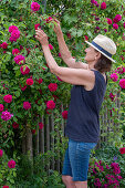 Bourbon Rose (Rosa Borbonica) 'Vivid' single-flowering as a hedge rose along a garden fence