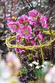 Christrosen (Helleborus niger) mit Rankhilfe und Schneeglöckchen (Galanthus) im Gartenbeet