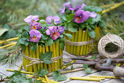 Stiefmütterchen (Viola Wittrockiana) in DIY-Töpfen aus geschnittenen Zweigen mit Bastband auf Holztisch im Garten