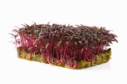 Microgreens of baby amaranth on propagation material