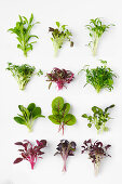 Microgreen mix with various herbs