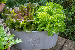 Batavia lettuce and endive in a zinc tub