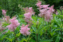 Rotes Mädesüßkraut (Filipendula rubra) 'Venusta' im Garten