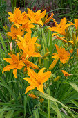 Gelbe Taglilie 'Burning Daylight' (Hemerocallis) im Beet