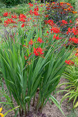 Garten Montbretie 'Luzifer' (Crocosmia) im Beet