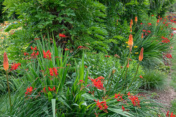 Garten Montbretie 'Luzifer' (Crocosmia) und Fackellilie (Kniphofia) im Beet