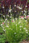 Mountain mint (Calamintha nepeta), spider flower (Cleome spinosa), marvellous candle (Gaura), purple bellflower (Heuchera) in the garden bed