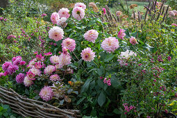 Dahlie (Dahlia) und Schneebeere (Symphoricarpos) im Beet