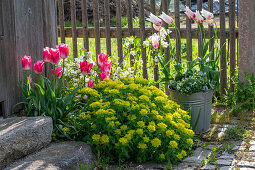 Bubi pot (Isotoma) 'White Star', tulip (Tulipa) 'Marilyn', 'Holland Chic', multicoloured spurge (Euphorbia polychroma) in the bed next to paving stones